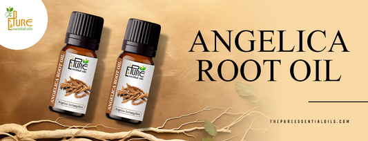 Angelica Root Oil: Benefits, Uses, and Healing Properties You Should Know