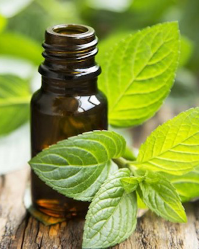 Mentha Piperita Oil