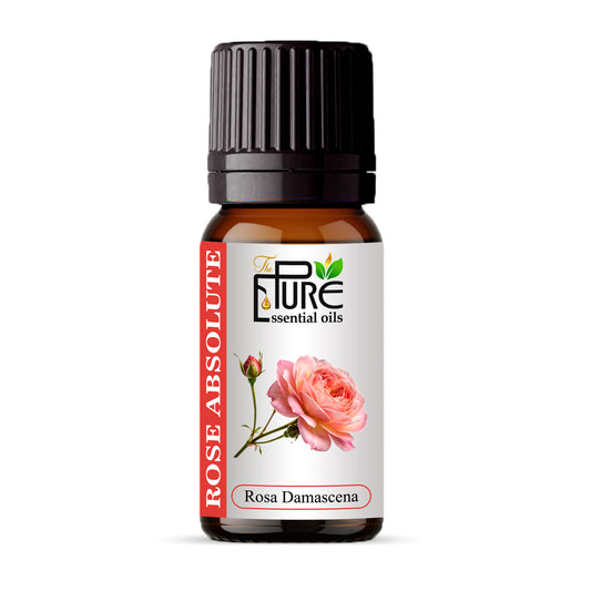 Rose Absolute